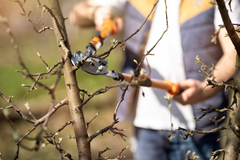 Tree Pruning In Niceville Florida